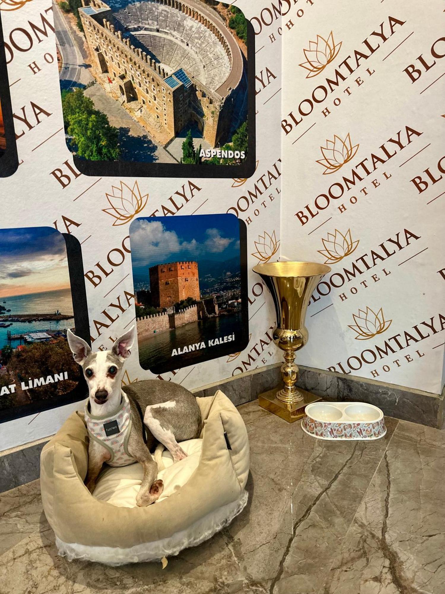 Bloomtalya Hotel Antalya Zewnętrze zdjęcie